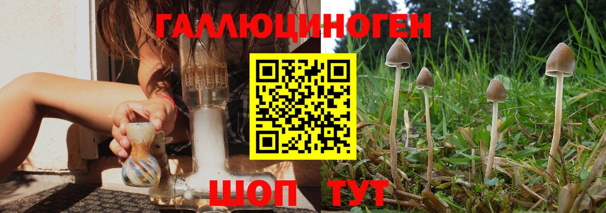Псилоцибиновые грибы GOLDEN TEACHER Ртищево